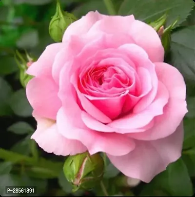 Earth Angels Rose Plant Rose Plant ( Light Pink Hybrid Rose Plant )-thumb0