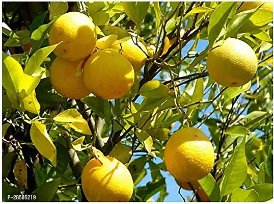 Lemon Plant  Gardens Live NimbuLemon Big Size Fruit Plant  1 Healthy Live Plant  With Plastic Bag-thumb0