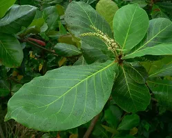 Almond Plant  Live Plant  Badam Indian Almond Tropical Almond Deciduous And Erect Tree Pot Suitable Garden Plant  1 Healthy Live Plant  2-thumb2