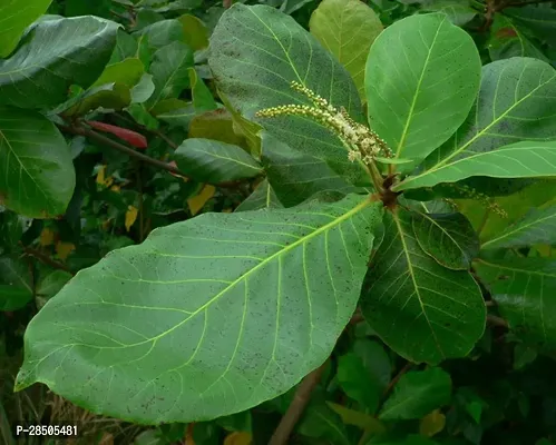 Almond Plant  Live Plant  Badam Indian Almond Tropical Almond Deciduous And Erect Tree Pot Suitable Garden Plant  1 Healthy Live Plant  2-thumb3