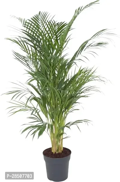 Areca Palm Aricapalm Plant heaven246-thumb0