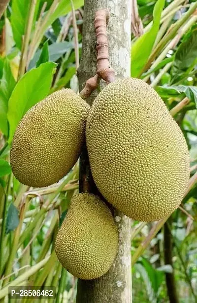 Jack Fruit Plant  Live hybrid jackfruit Plant s JackX t-thumb0