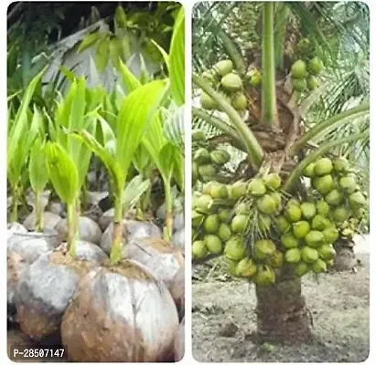 Coconut Plant  Coconut Plant