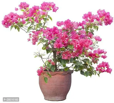 Natural Live Plant for Home Garden-thumb2