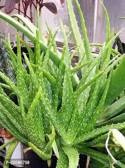 Aloe Vera Plant  Indian aloe vera Plant-thumb3