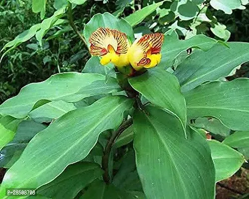 Anthurium Violet Tail Flamingo Flower lace Plant   XPBReba29