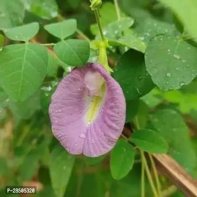 Aparajita Butterfly Pea Plant  Aparajita Butterfly Pea Plant-thumb0