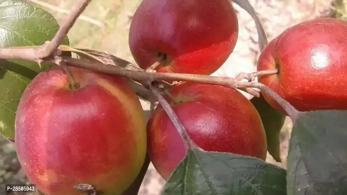 Ber Apple Plant  Rare Kashmiri Apple Ber Thailand variety fruit Jujube Fruit Grafting Live Plant-thumb2