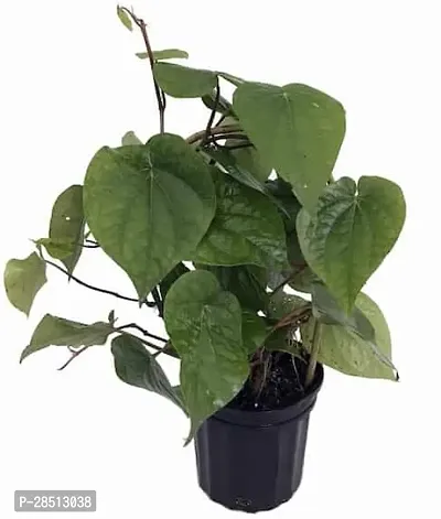 Natural Live Plant for Home Garden-thumb0