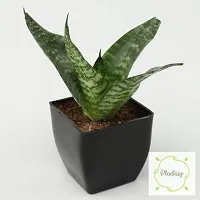 Snake Plant  Snake XPlant asy15-thumb2