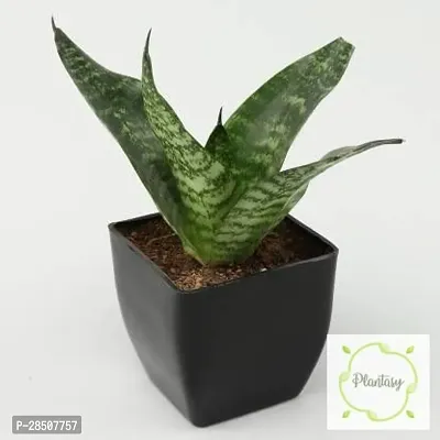 Snake Plant  Snake XPlant asy15-thumb3