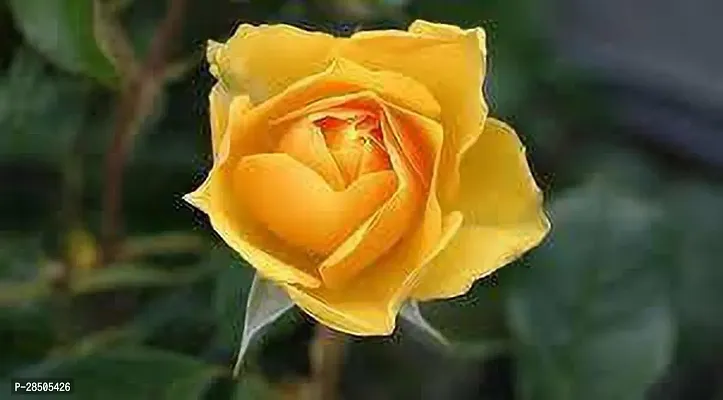 Rose Plant  gujarat yellow rose Plant-thumb0