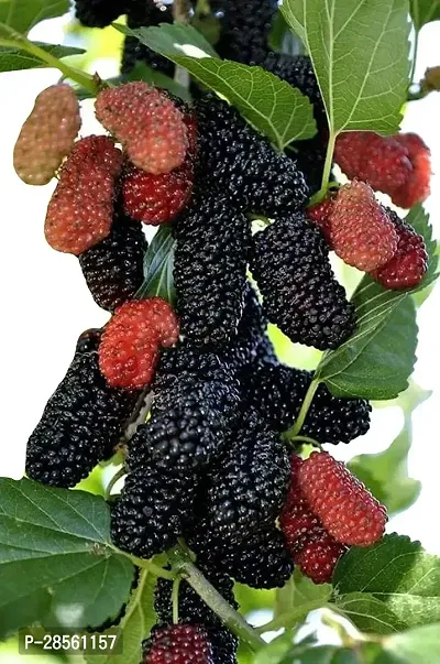 Earth Angels ShahtootMulberry Plant Live mulberry plant-thumb0