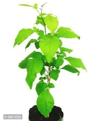 Natural Live Plant for Home Garden-thumb0