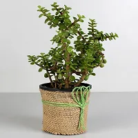 Natural Live Plant for Home Garden-thumb1