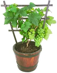 Natural Live Plant for Home Garden-thumb2