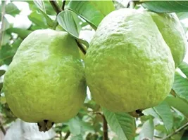 Guava Plant  Live 1 KG Guava Plant-thumb1