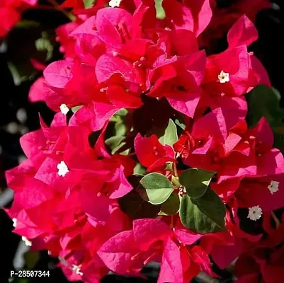 Bougainvillea Plant  bbw11