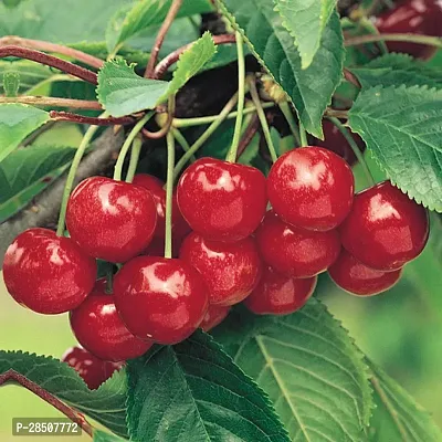 Cherry Fruit Plant  Cherry Plant heaven74