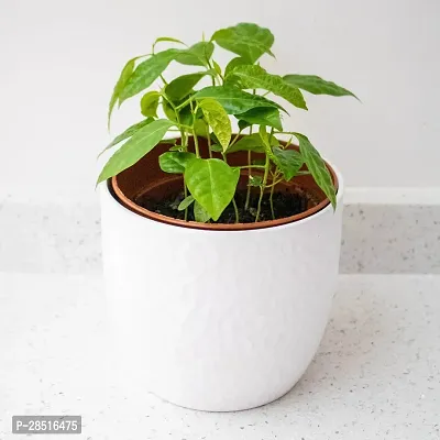 Natural Live Plant for Home Garden-thumb0