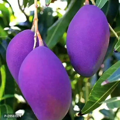 Earth Angels Mango Plant PURPLE MANGO PLANT (GRAFTED, PACK OF 01)-thumb0