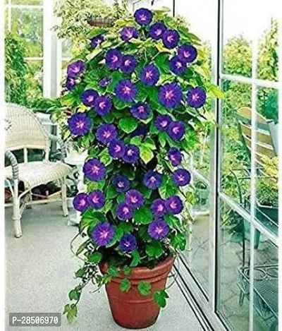 Aparajita Butterfly Pea Plant  Aparajita Butterfly Pea Plant   Hybrid  Pack of 2-thumb0