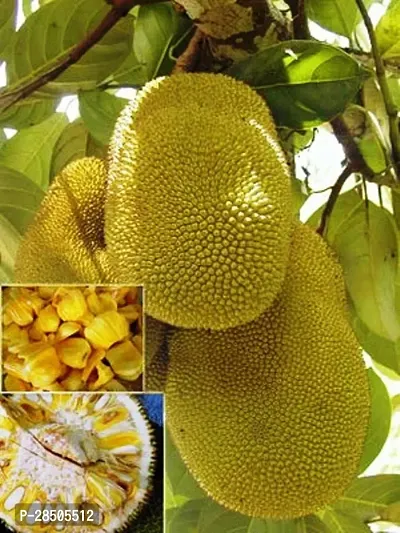 Jack Fruit Plant  Jackfruit KATHAL 10-thumb0