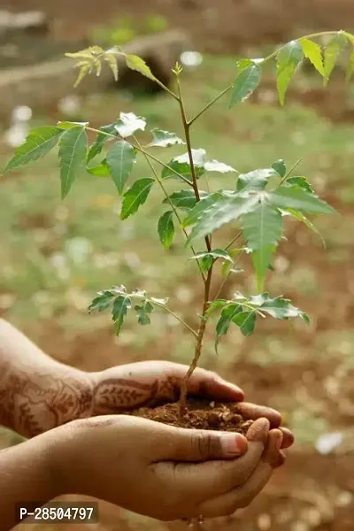 Neem Plant  Neem ka podha-thumb0