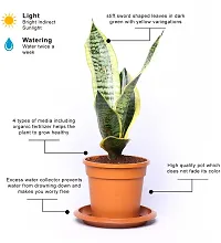 Snake Plant  snake Plant    futura superba live indoor with water reservoir plate-thumb1