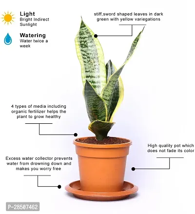 Snake Plant  snake Plant    futura superba live indoor with water reservoir plate-thumb2