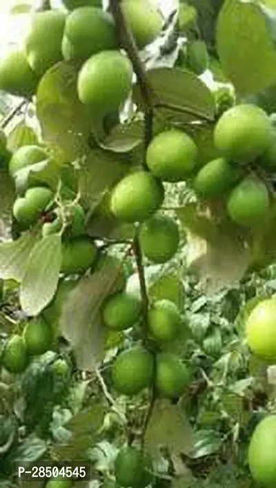 Apple Plant  telangana apple ber Plant-thumb0