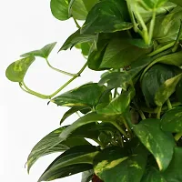 Money Plant  Money Plant  Decorative Indoor  Outdoor Live Plant-thumb2