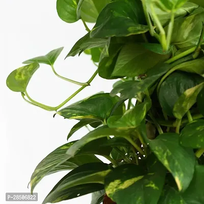 Money Plant  Money Plant  Decorative Indoor  Outdoor Live Plant-thumb3