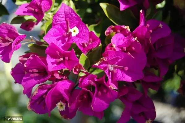 Baugainvillea Plant  Bougainvillea Purple Plant-thumb0