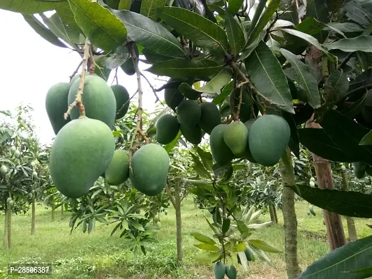 Mango Plant  Dasheri Mangoes Fruit Live Plant