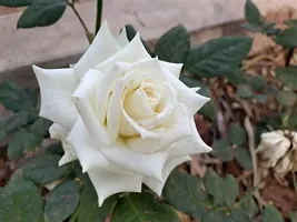 Rose Plant  china white rose Plant-thumb1