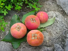 Custard Apple Plant  Plant  VELVETAPPLE7-thumb1