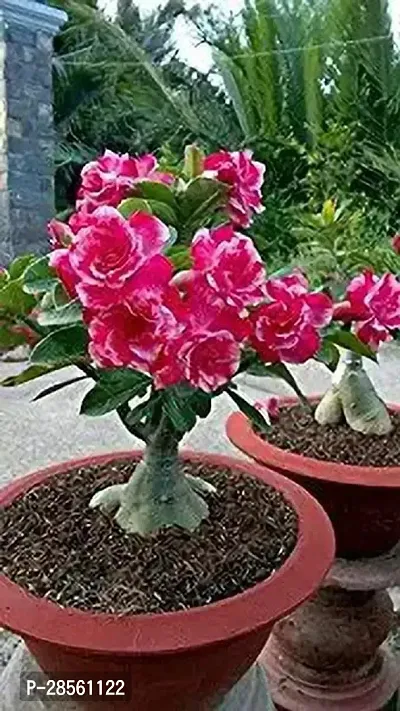 Earth Angels Adenium Plant Adenium Obesum Dark Pink White 1 Healthy Small Seedling Easy To Maintain (Desert Rose) Beginner-thumb0