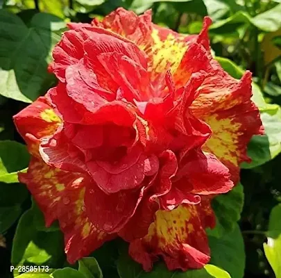 Hibiscus Plant  Hibiscus Plant    Angola Hibiscus Plant-thumb0