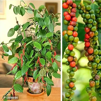 Pepper Plant  Golmorich Plant  xnewdeb55