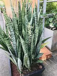 Snake Plant  SnakePlant  XOxygreenPlant-thumb2