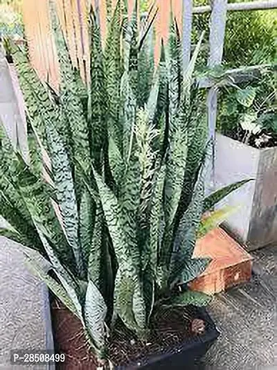 Snake Plant  SnakePlant  XOxygreenPlant-thumb3