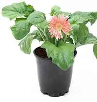 Natural Live Plant for Home Garden-thumb1