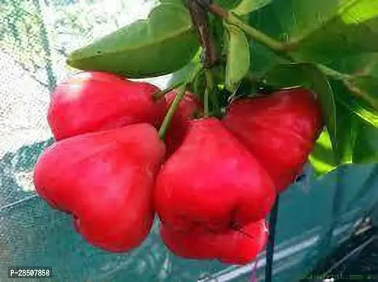 Jamun Plant  Jamrul Red XOxygreenPlant-thumb2