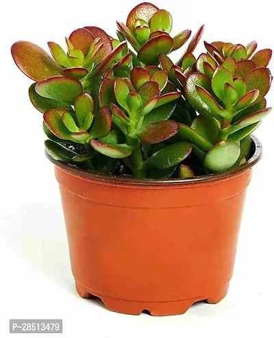 Natural Live Plant for Home Garden-thumb0