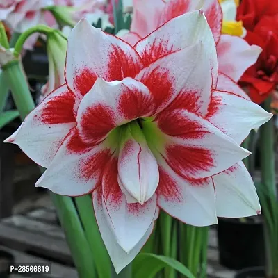 Lily Plant  AMARYLLIS LILY BULB-thumb0