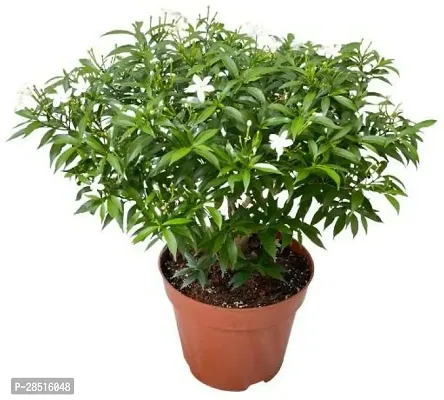 Natural Live Plant for Home Garden-thumb0