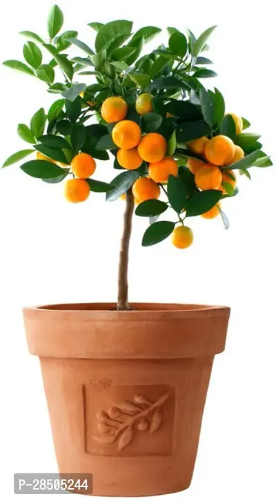 Lemon Plant  E GRDN 826-thumb0