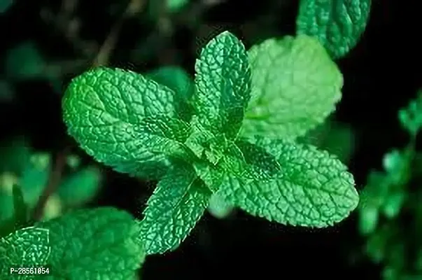 Earth Angels Mint Plant MINT PLANT TDZZ-thumb0