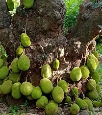 Jackfruit Plant  Kathal Plant kingdom28-thumb1